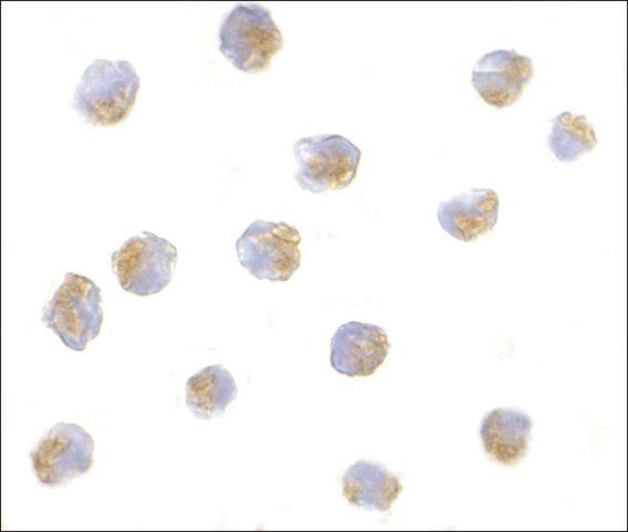 Anti-ATF6 (ab2) antibody produced in rabbit