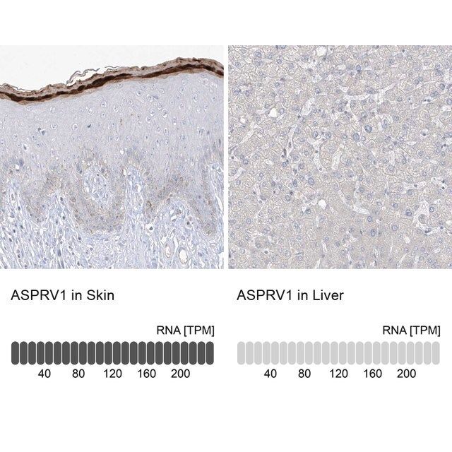 Anti-ASPRV1 antibody produced in rabbit