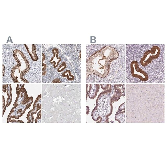 Anti-ASRGL1 antibody produced in rabbit