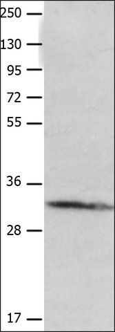 Anti-AQP10 antibody produced in rabbit