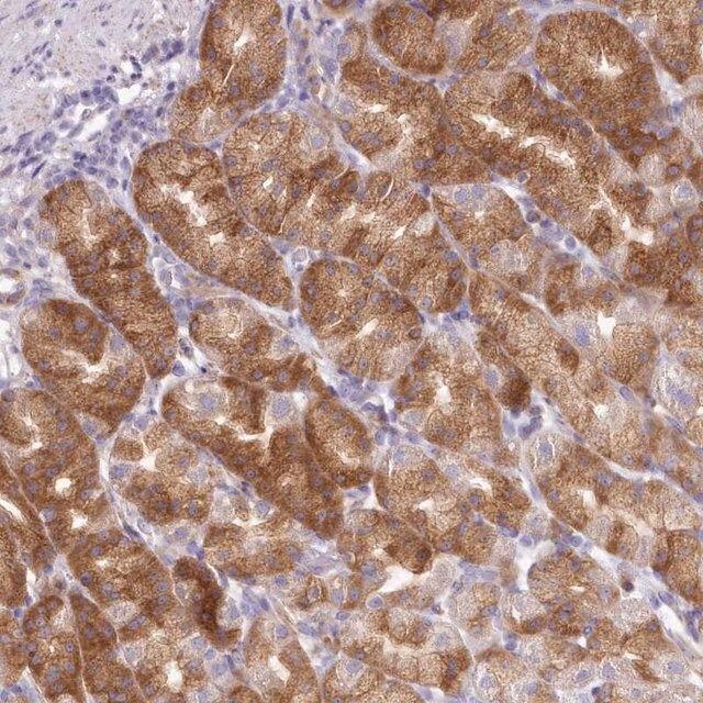 Anti-ARFGEF3 antibody produced in rabbit