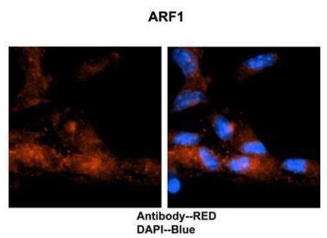 Anti-ARF1 antibody produced in rabbit