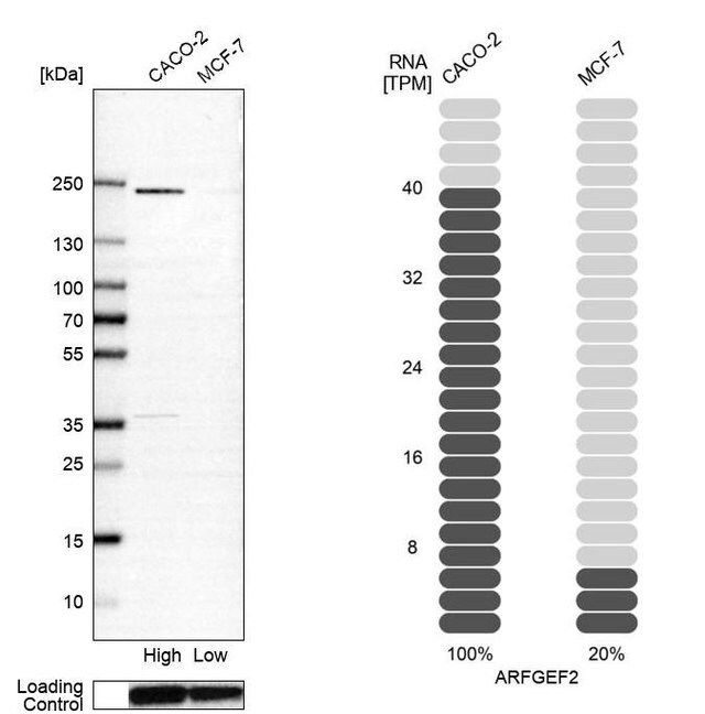 Anti-ARFGEF2 antibody produced in rabbit