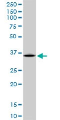 Anti-ARG1 antibody produced in mouse