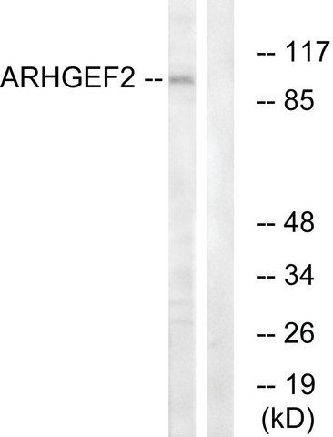 Anti-ARHGEF2 antibody produced in rabbit