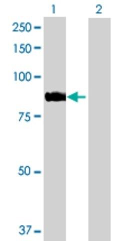 Anti-ARHGEF7 antibody produced in rabbit