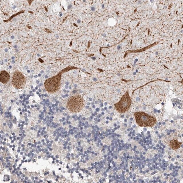 Anti-ARHGEF10 antibody produced in rabbit