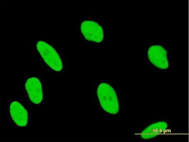 Anti-ANP32B antibody produced in mouse