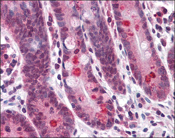 Anti-ANO2 antibody produced in rabbit