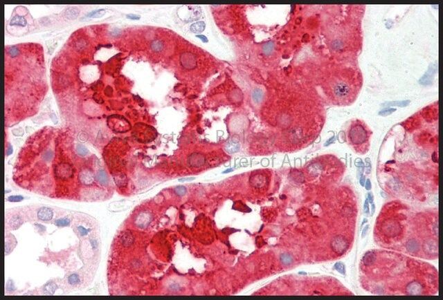 Anti-ALDOB antibody produced in rabbit