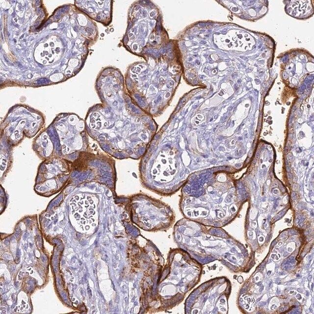 Anti-ALPI antibody produced in rabbit