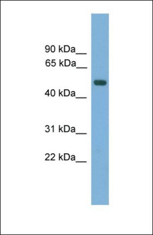 Anti-AMN, (N-terminal) antibody produced in rabbit