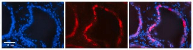 Anti-ADIPOR1 (C-terminal) antibody produced in rabbit