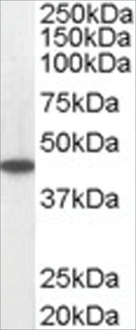 Anti-ACADM antibody produced in goat