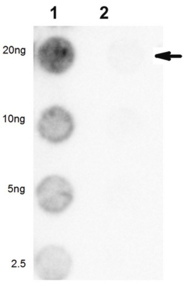 Anti-Acetyl MLL1 (KMT2A) (Lys 1130/1133)