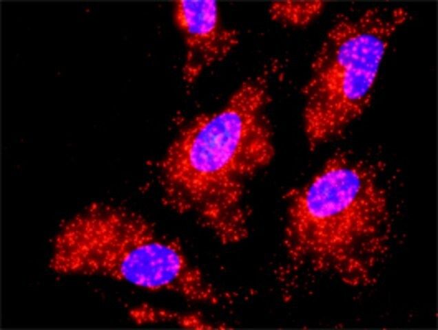 Monoclonal Anti-TRAF2 antibody produced in mouse