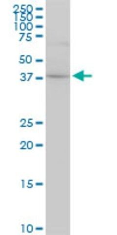Monoclonal Anti-CYTH2 antibody produced in mouse