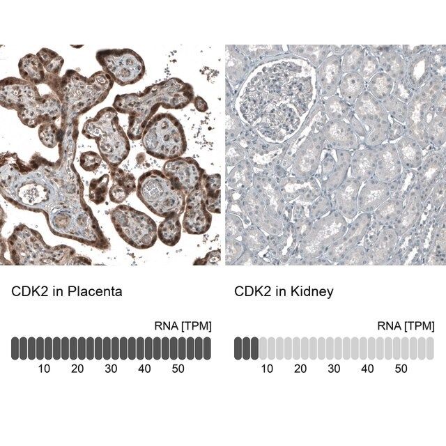 Monoclonal Anti-CDK2 antibody produced in mouse