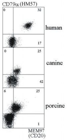 Monoclonal Anti-CD20 antibody produced in mouse
