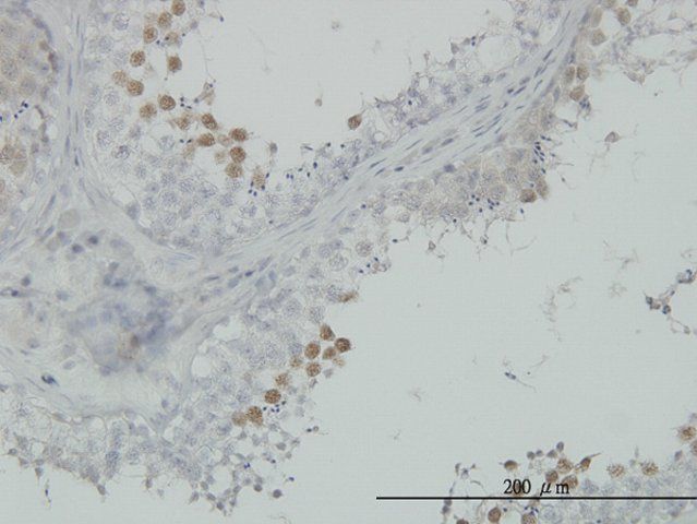 Monoclonal Anti-CDC2 antibody produced in mouse