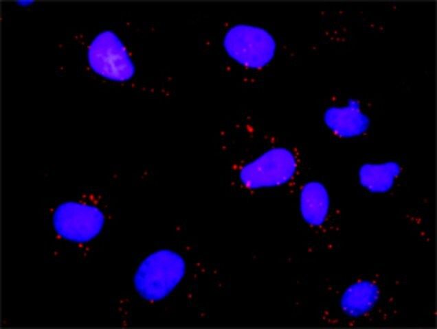 Anti-MYBL2 antibody produced in rabbit