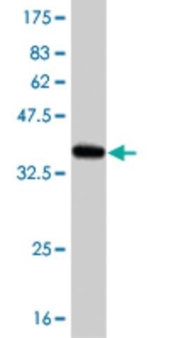 ANTI-BRAF antibody produced in mouse
