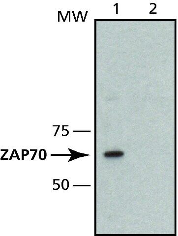 Monoclonal Anti-ZAP-70 antibody produced in mouse