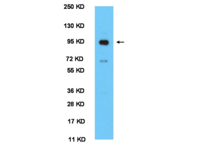 Anti-Clock Antibody