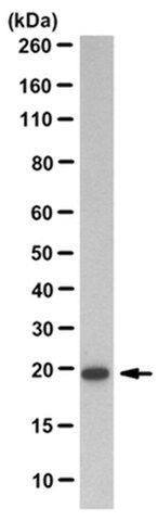 Anti-ATF-3 Antibody, clone 13A5.1