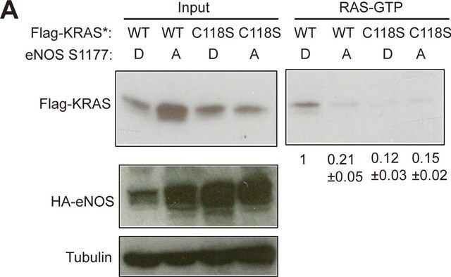 Anti-β-Tubulin antibody, Mouse monoclonal antibody produced in mouse