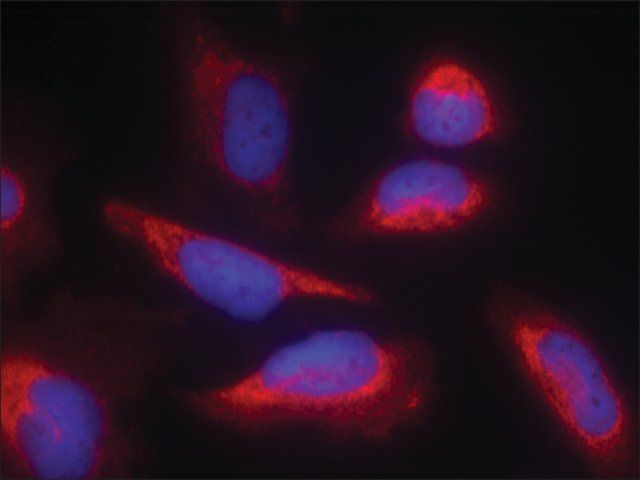 Anti-NOS3 (Ab-495) antibody produced in rabbit