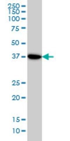 Monoclonal Anti-NANS antibody produced in mouse