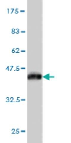 Monoclonal Anti-MYLK antibody produced in mouse