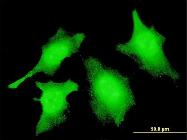 Monoclonal Anti-CASP2 antibody produced in mouse