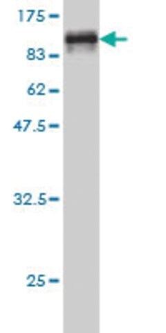 Monoclonal Anti-NARS antibody produced in mouse