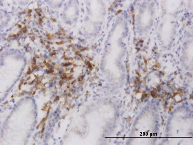 Monoclonal Anti-C20orf31 antibody produced in mouse