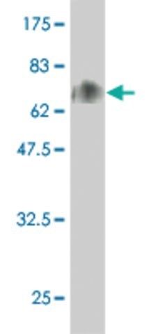 Monoclonal Anti-SPN antibody produced in mouse