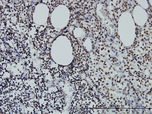 Monoclonal Anti-STAG2 antibody produced in mouse