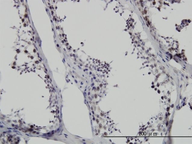 Monoclonal Anti-SMNDC1 antibody produced in mouse