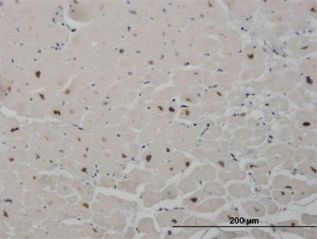 Monoclonal Anti-SALL2 antibody produced in mouse