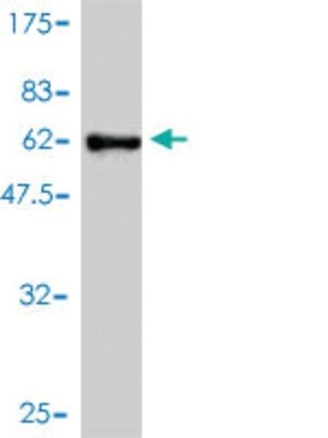 Monoclonal Anti-TXNL2 antibody produced in mouse