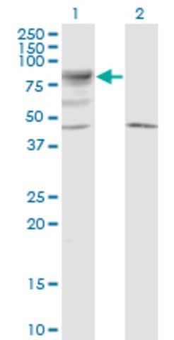 Monoclonal Anti-LRRN5 antibody produced in mouse