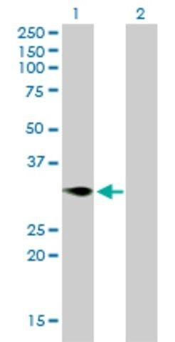 Monoclonal Anti-TNFRSF7 antibody produced in mouse