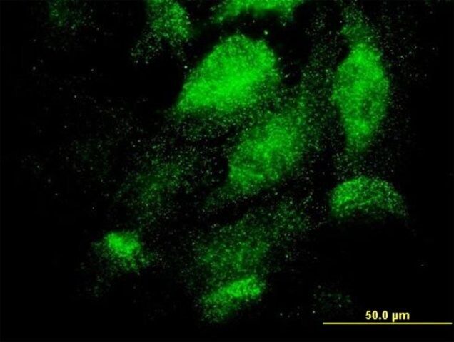 Monoclonal Anti-TEX13A antibody produced in mouse