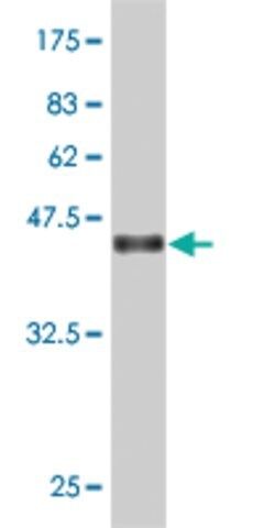 Monoclonal Anti-UAP1 antibody produced in mouse