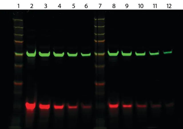 Anti-Mouse IgG1 (γ1), CF<sup>TM</sup>770 antibody produced in goat
