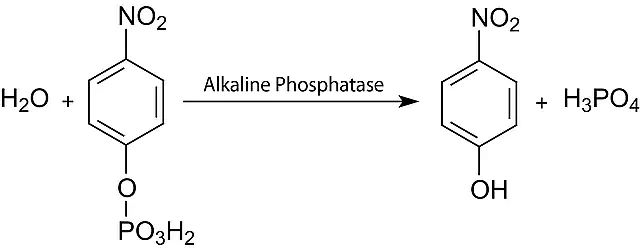 <i>p</i>-Nitrophenyl Phosphate Liquid Substrate System