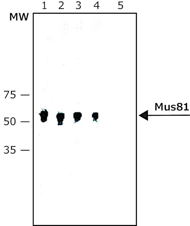Anti-Mus81 antibody, Mouse monoclonal