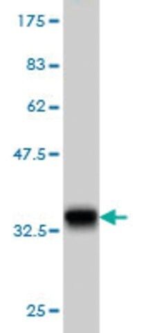Monoclonal Anti-ATP6V1C2 antibody produced in mouse