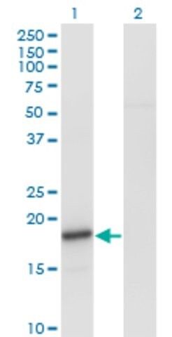 Monoclonal Anti-SNCA antibody produced in mouse